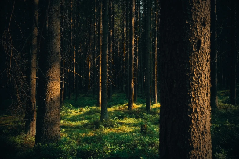 a forest filled with lots of tall trees, pexels contest winner, dark warm light, sustainable materials, black forest, a green