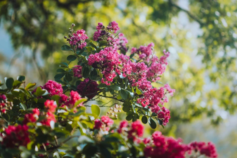 a bunch of pink flowers sitting on top of a lush green tree, pexels contest winner, red and green tones, shot on hasselblad, 🌸 🌼 💮, unsplash photo contest winner