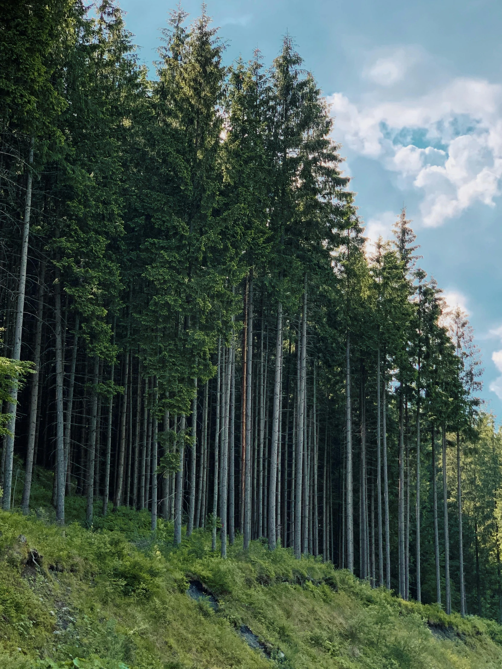 a truck driving down a road next to a forest, by Karl Pümpin, pexels contest winner, renaissance, spruce trees on the sides, 3/4 view from below, ((trees))