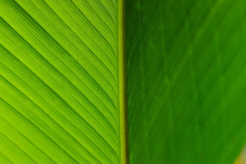 a close up view of a green leaf, by Jan Rustem, pexels, minimalism, close together, lines, jamaican colors, backlighted