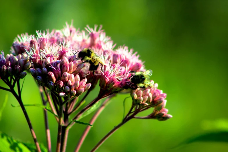 a close up of a flower with a bee on it, green and pink, prairie landscaping, fan favorite, various posed