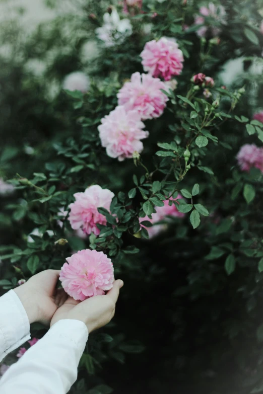 a person holding a bunch of pink flowers, inspired by Elsa Bleda, unsplash, rose garden, porcelain skin ”