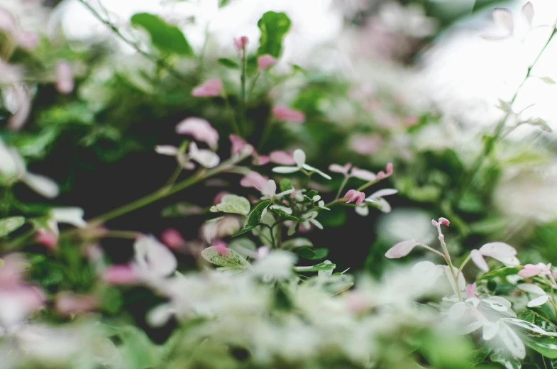 a bunch of flowers sitting on top of a lush green field, by Julian Allen, trending on unsplash, visual art, vines wrap around the terrarium, pink white and green, detail shot, delicate embellishments