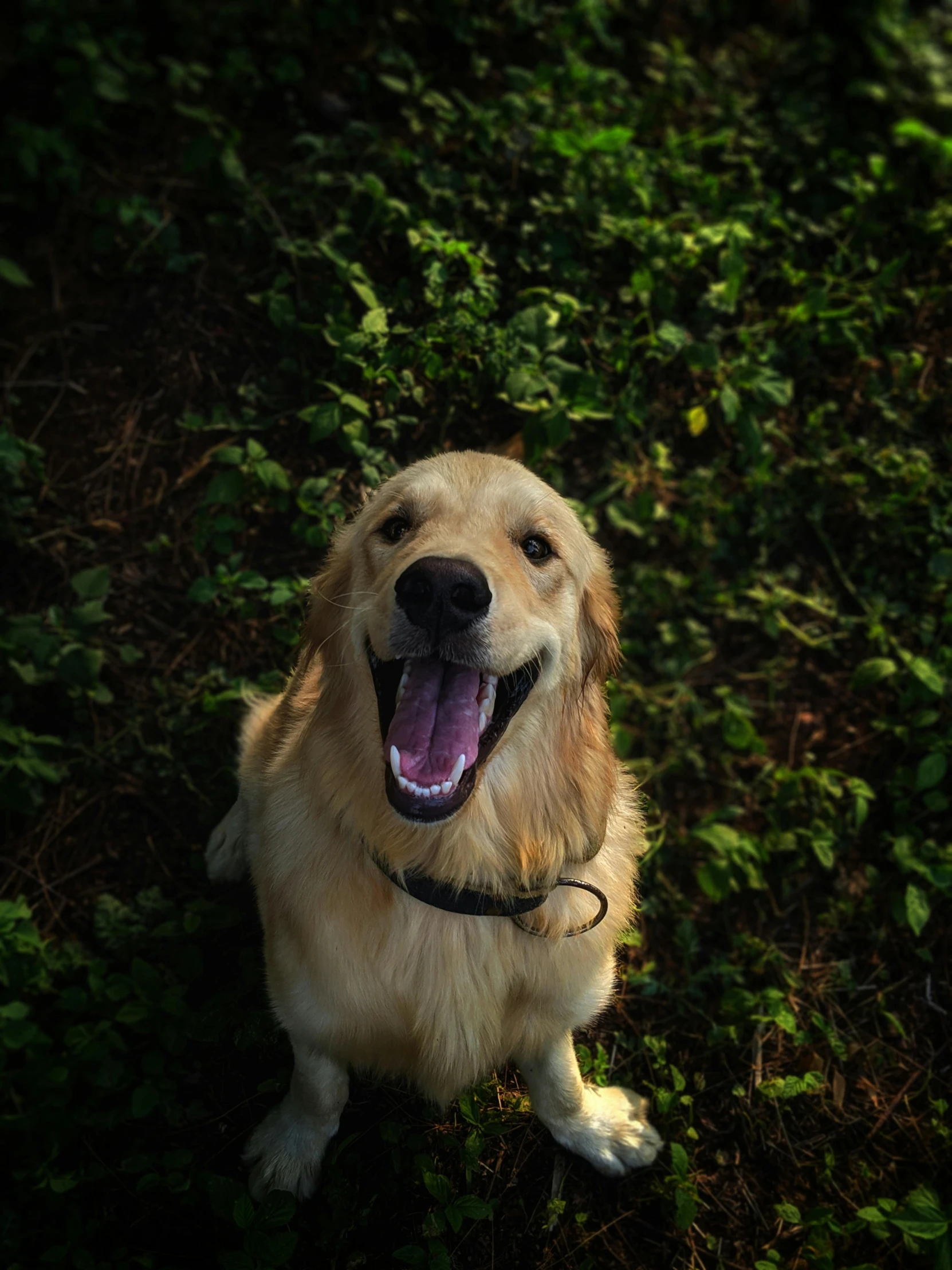 a dog that is sitting in the grass, smiling down from above, golden teeth, unsplash photo contest winner, it\'s name is greeny