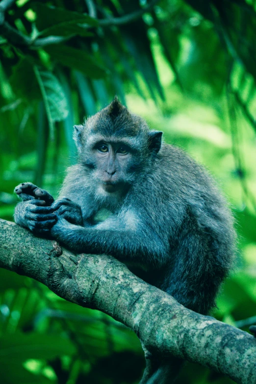 a monkey sitting on top of a tree branch, trending on pexels, sumatraism, grey and blue theme, lush green, historical, sits on a finger