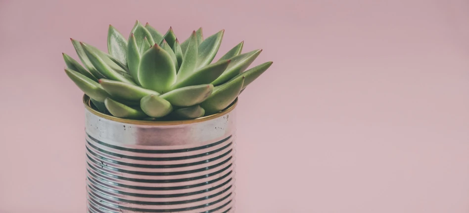 a potted plant sitting on top of a table, trending on pexels, tin can, pink background, spines, highly polished