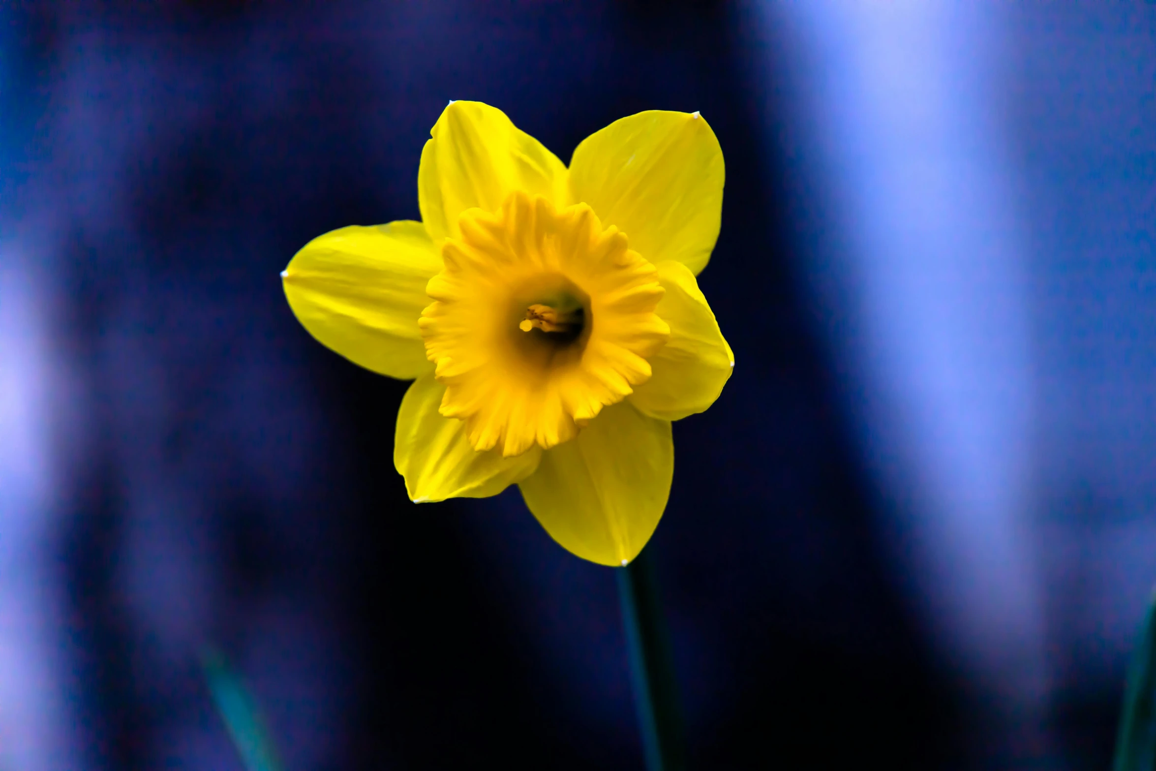 a close up of a yellow flower with a blurry background, by David Simpson, unsplash, myth of narcissus, on a dark background, yellow and blue, medium format