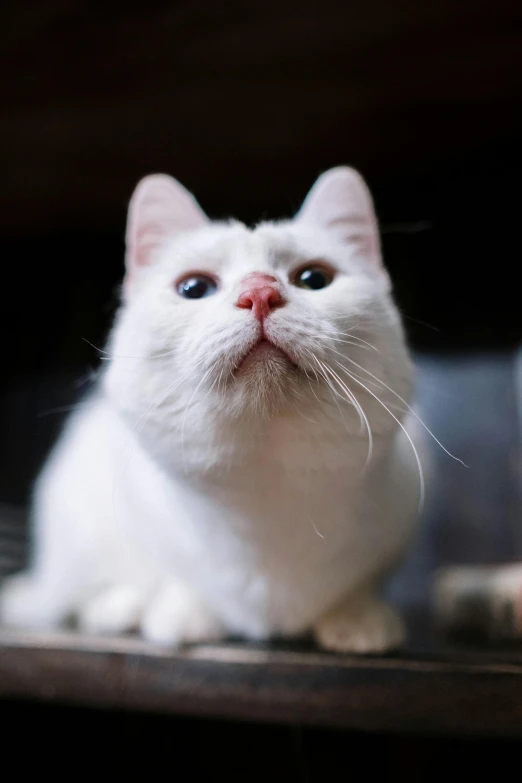 a white cat sitting on top of a wooden table, square nose, shot with sony alpha, up-close, large)}]