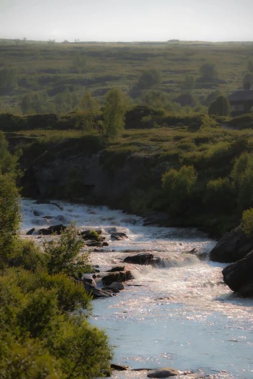 a river running through a lush green forest filled with trees, inspired by Johan Christian Dahl, hurufiyya, reykjavik, evening lighting, salmon, white water rapids