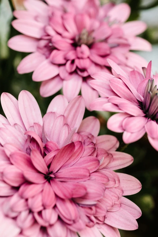 a close up of a bunch of pink flowers, a colorized photo, unsplash, photorealism, chrysanthemum eos-1d, full frame image