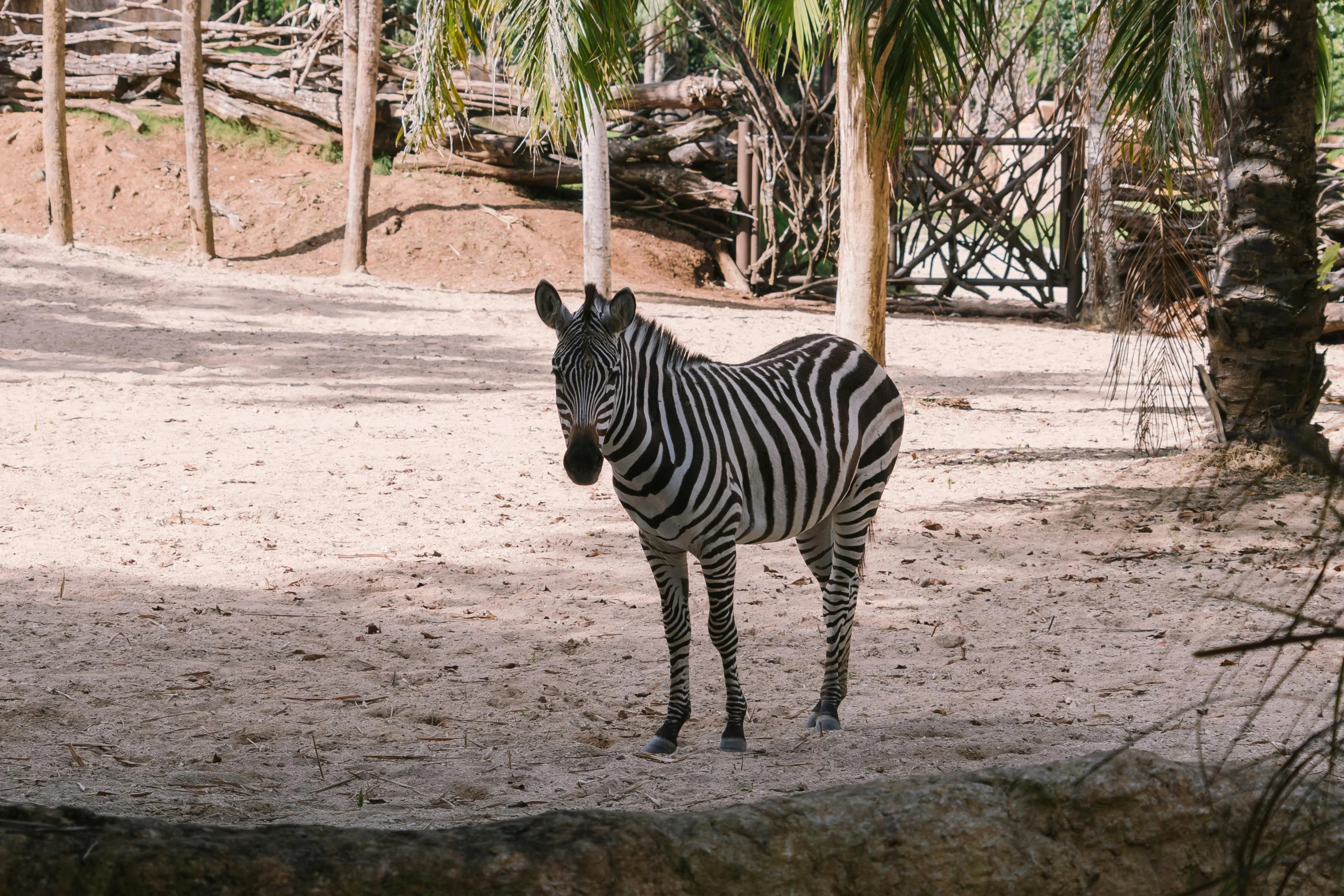 a zebra that is standing in the dirt, standing near the beach, in a jungle, standing in an arena, no cropping