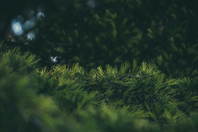 a close up of a pine tree with a blurry background, unsplash, hurufiyya, hedges, verdant gradient, shot with hasselblad, quixel megascans