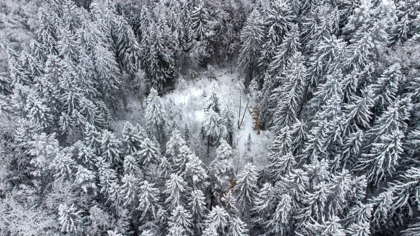 a forest filled with lots of snow covered trees, by Daniel Lieske, pexels contest winner, renaissance, bird's eye, giant white tree, highly detailed # no filter, snow cave