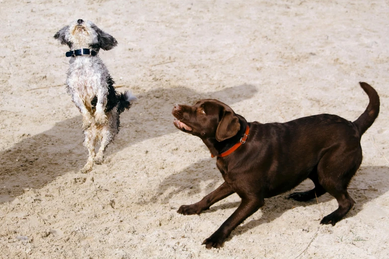 two dogs playing with a frisbee in the sand, pexels contest winner, figuration libre, brown, thumbnail, hyperdetailed, low quality photo