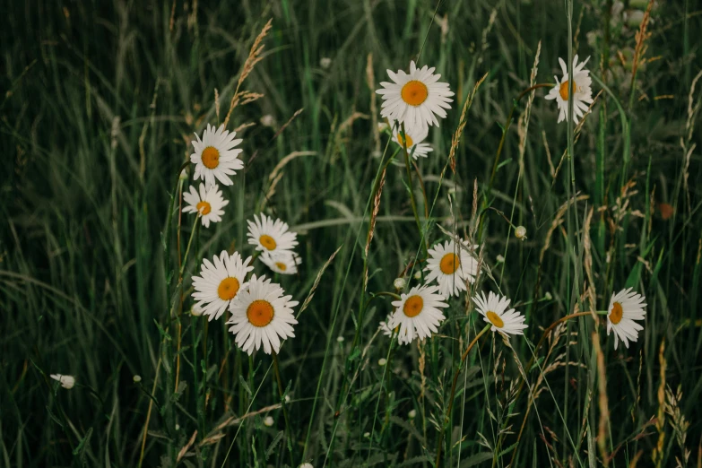 a bunch of white flowers sitting on top of a lush green field, inspired by Elsa Bleda, pexels contest winner, chamomile, late summer evening, 2 0 0 0's photo, shot on hasselblad
