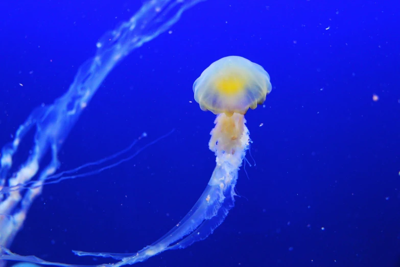 a jellyfish that is floating in the water, by Mandy Jurgens, pexels contest winner, hurufiyya, mariana trench, blue and yellow fauna, with a whitish, long wispy tentacles