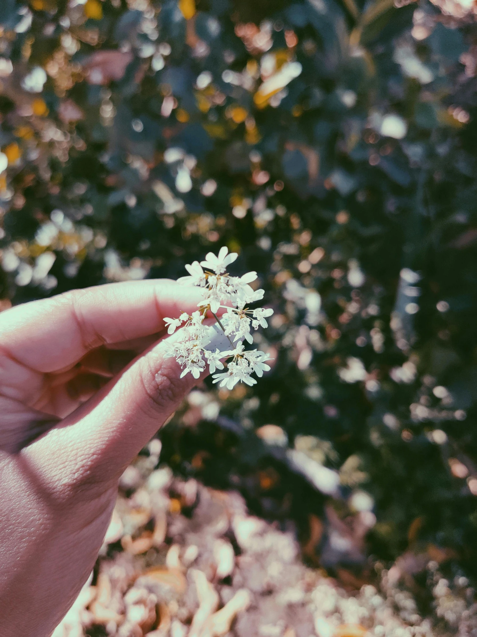 a person holding a small white flower in their hand, inspired by Elsa Bleda, trending on unsplash, under the soft shadow of a tree, 🍸🍋, instagram post, lomography photo