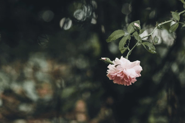 a pink rose hanging from a tree branch, inspired by Elsa Bleda, unsplash, alessio albi, in a cottagecore flower garden, floating away, subtle depth of field