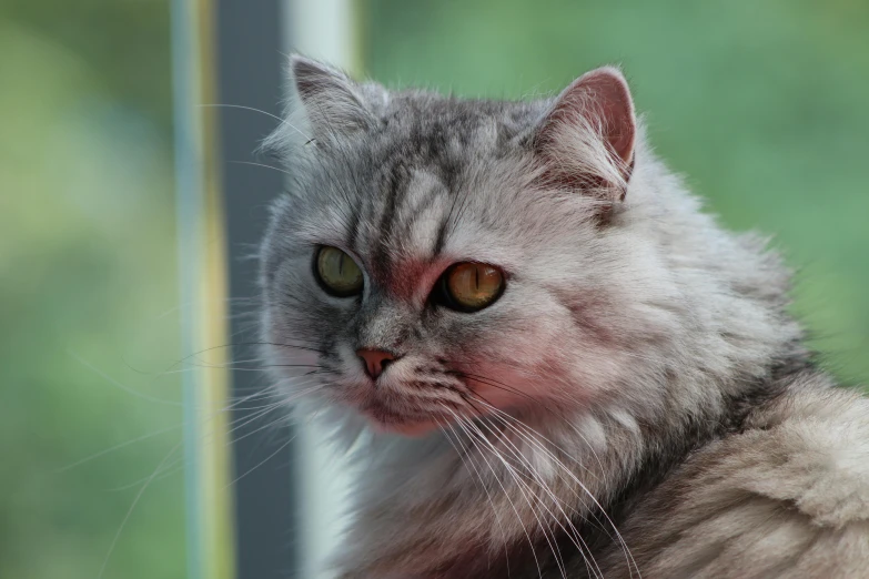 a close up of a cat looking out a window, grey hairs, photograph taken in 2 0 2 0, pudgy, persian princess