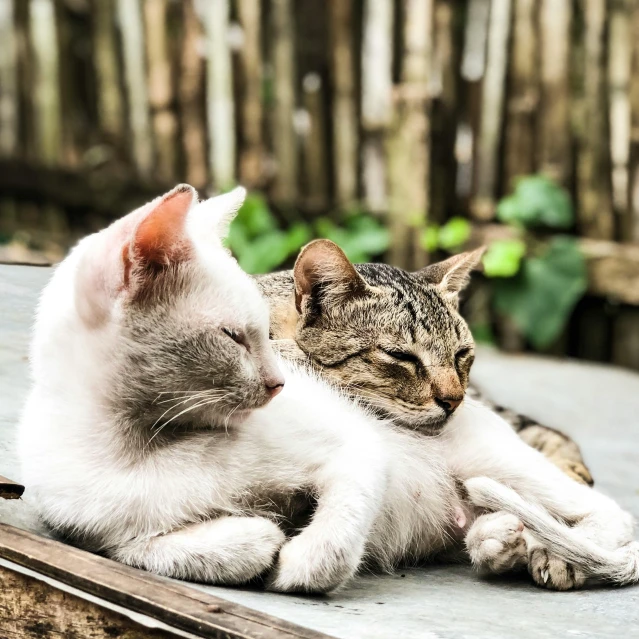 a couple of cats laying next to each other, pexels contest winner, instagram post, white, outdoor photo, scratching head