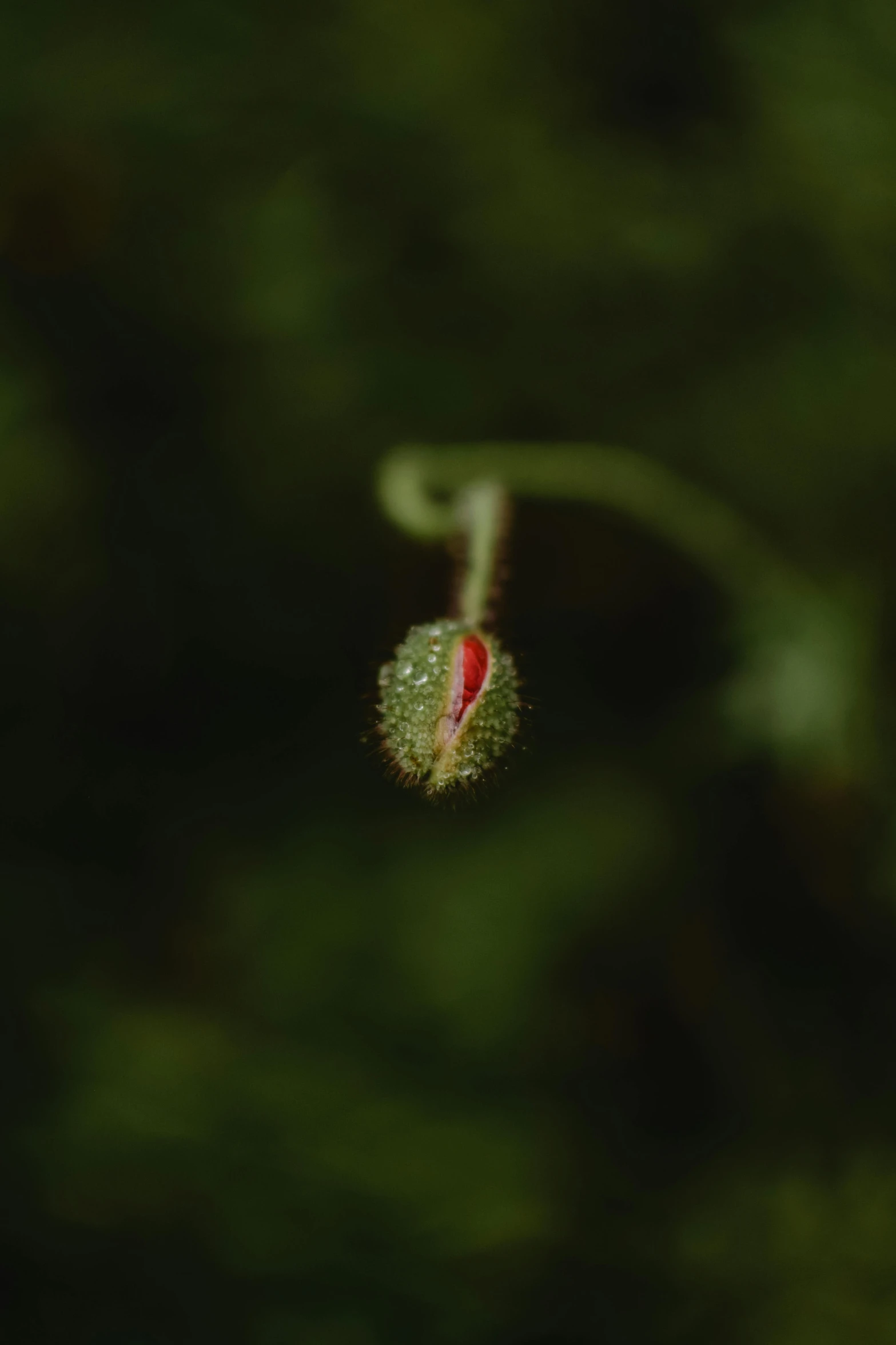 a close up of a flower with a blurry background, a macro photograph, by Attila Meszlenyi, psychedelic fern, very tiny, still from nature documentary, left eye red stripe