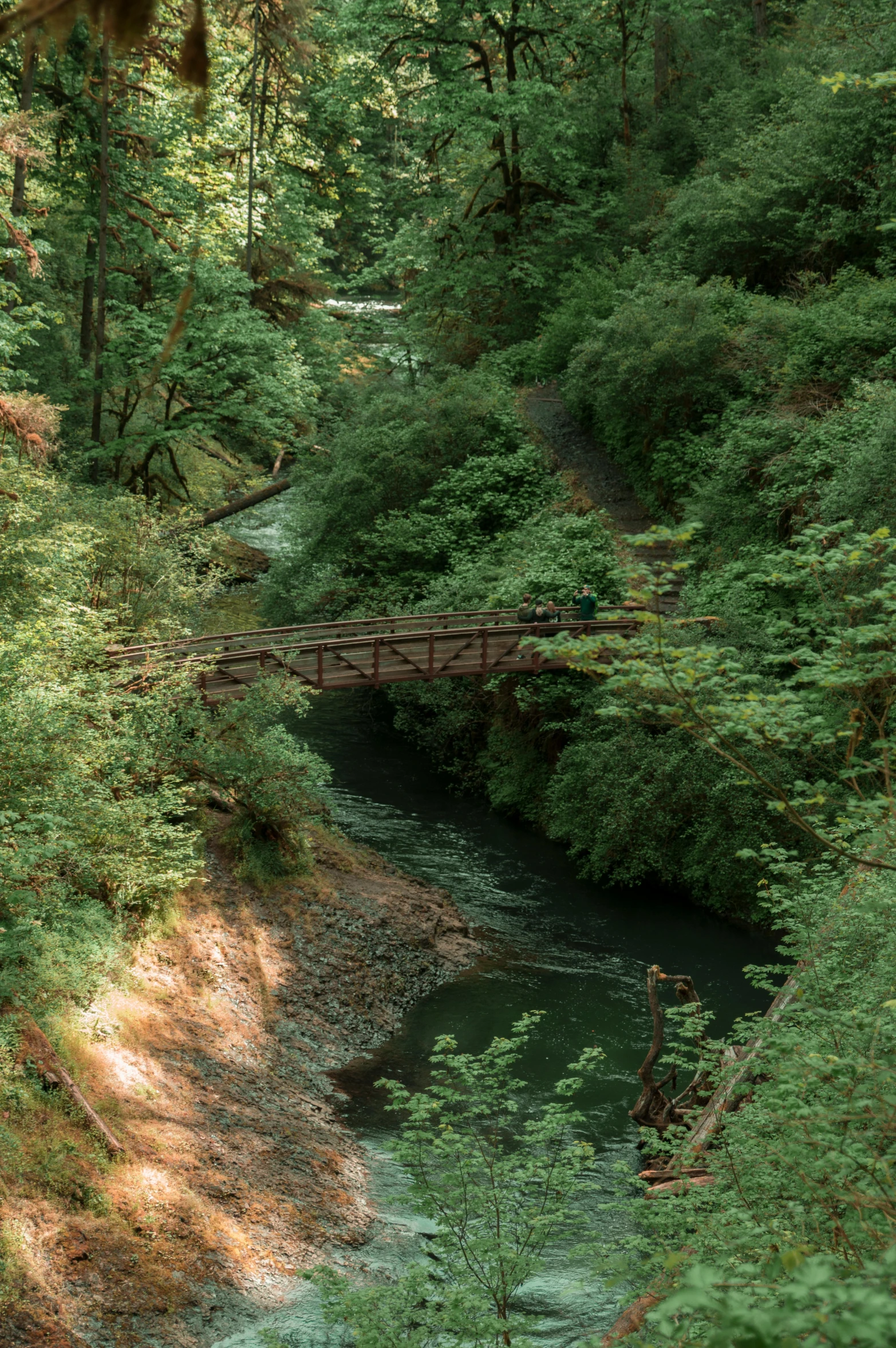 a river running through a lush green forest, a picture, unsplash, renaissance, bridge, redwoods, 2 5 6 x 2 5 6 pixels, slide show