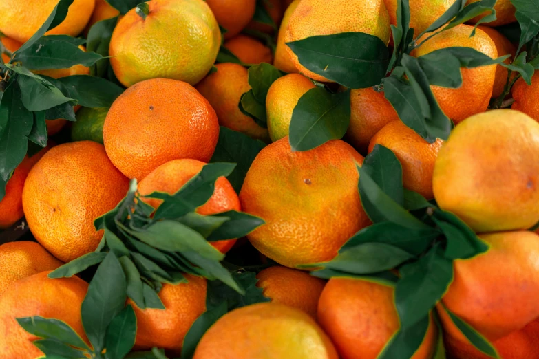 a pile of oranges with green leaves on them, trending on pexels, 🦩🪐🐞👩🏻🦳, low ultrawide shot, full frame image, multicoloured