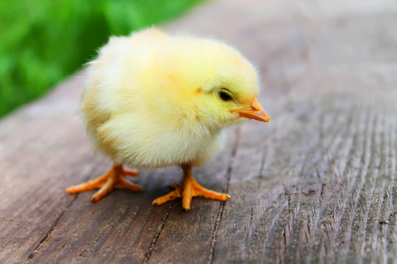 a small yellow chicken standing on top of a wooden table