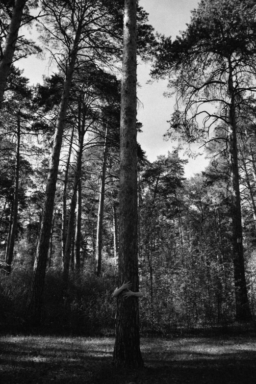 a black and white photo of a forest, inspired by Peter Basch, unsplash, vorticism, pine wood, evening!! in the forest, holga, tall