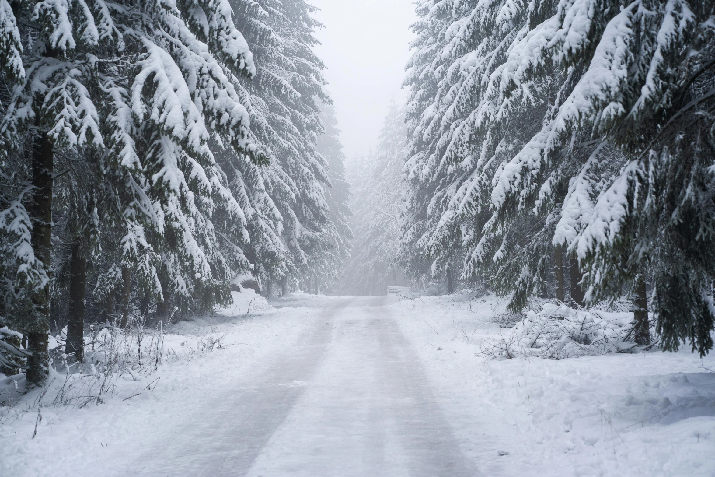 a snow covered road in the middle of a forest, grey, fan favorite, getty images, festivals