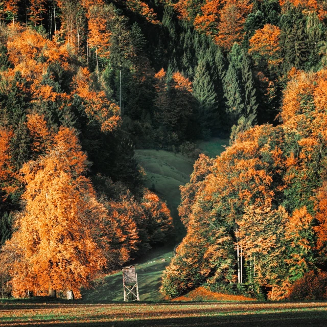 a herd of cattle grazing on top of a lush green hillside, by Sebastian Spreng, pexels contest winner, maple trees with fall foliage, chairlifts, orange hue, a wooden