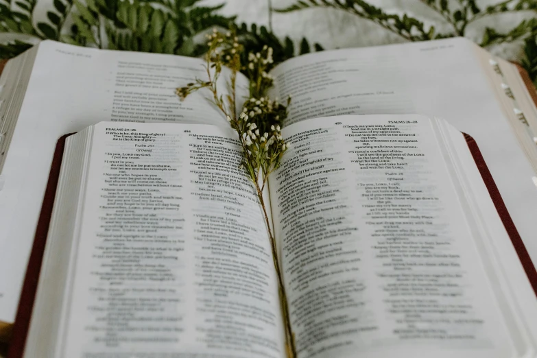 an open book sitting on top of a wooden table, flowers and plants, religious imagery, thumbnail, stems