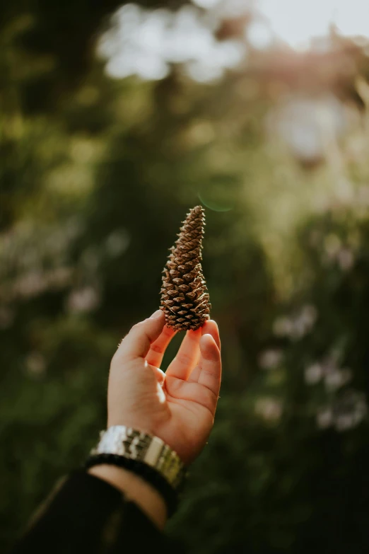 a person holding a pine cone in their hand, lush surroundings, spire, instagram post, explorer