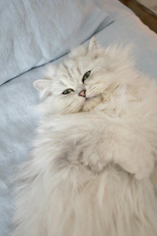 a fluffy white cat laying on top of a bed, arabesque, holding it out to the camera, relaxing on a couch, mint, gleaming silver
