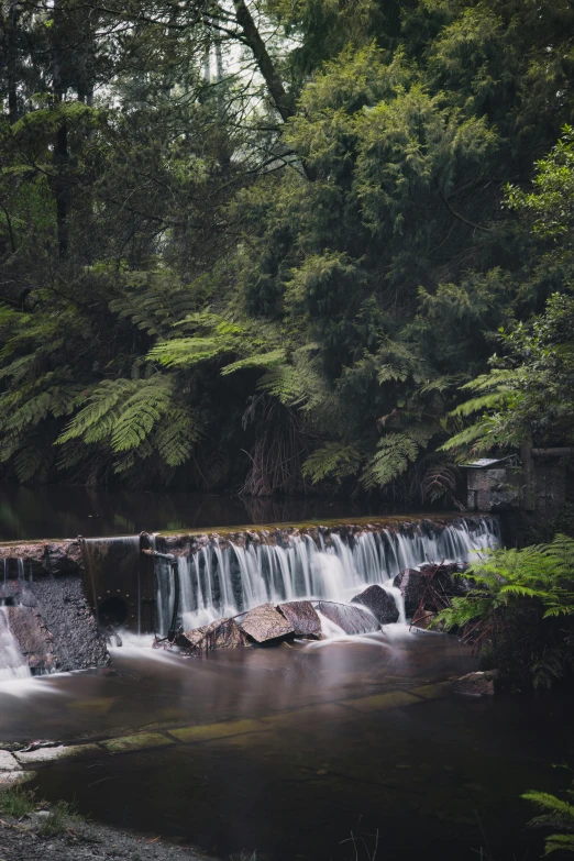 a stream running through a lush green forest, an album cover, by Peter Churcher, unsplash contest winner, hurufiyya, water wheel, australia, several waterfalls, medium format. soft light