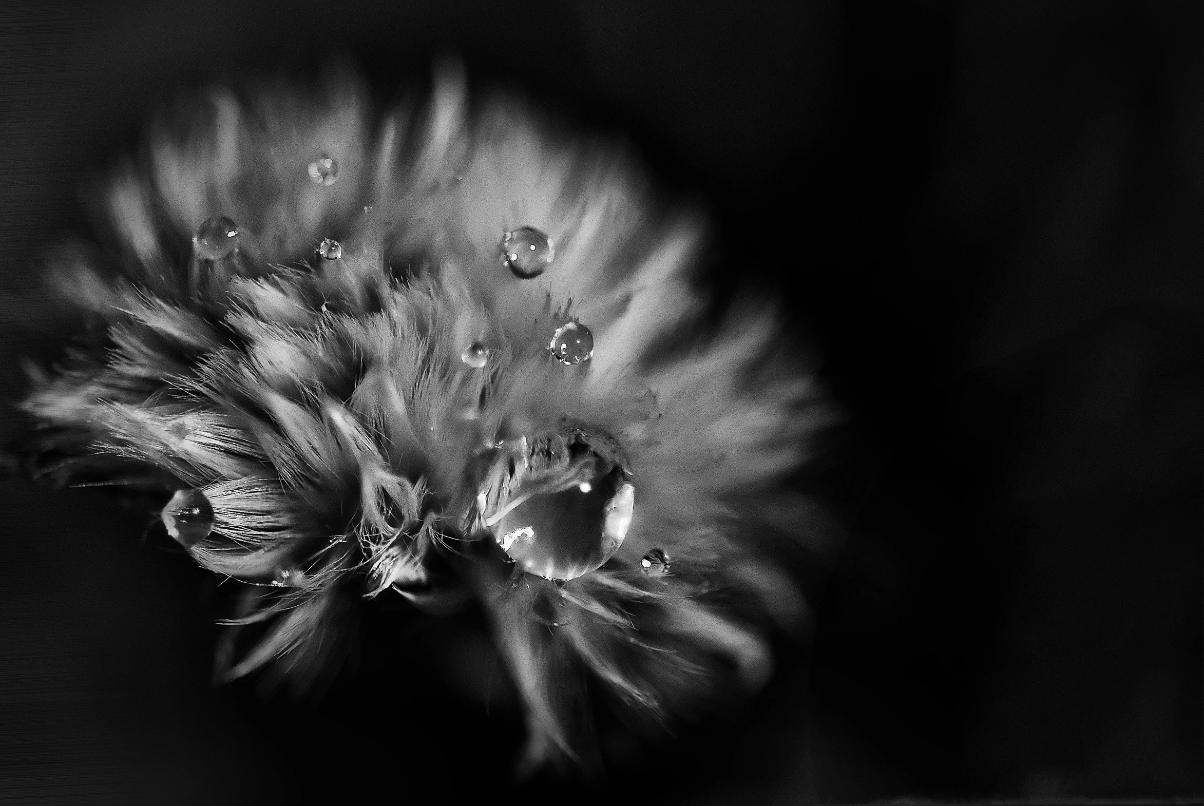 a black and white photo of a flower with water droplets, a macro photograph, by Jan Rustem, unsplash, art photography, dandelions, encrusted with jewels, macro furry, “diamonds