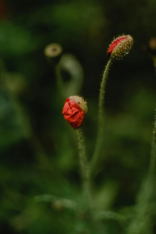 a couple of red flowers sitting on top of a lush green field, a macro photograph, by Attila Meszlenyi, pods, in the jungle. bloom, fine art photograph, cinematic shot ar 9:16 -n 6 -g