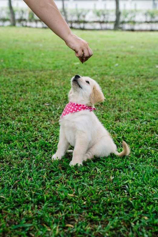 a small white dog sitting on top of a lush green field, fist training, pink, square, puppies