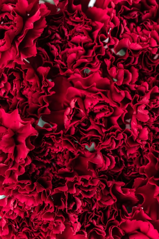 a close up of a bunch of red carnations, a digital rendering, by Valentine Hugo, baroque, neri oxman, ffffound, made of glazed, rose petals