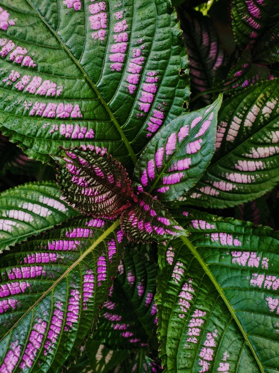 a close up of a plant with purple and green leaves, by Joseph Severn, ((purple)), color ( sony a 7 r iv, colorful - patterns, pink white and green