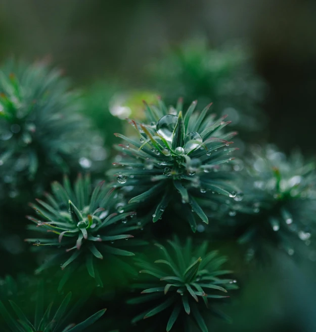 a close up of a plant with water droplets on it, inspired by Elsa Bleda, unsplash, hurufiyya, sparse pine trees, green and blue, spiralling bushes, shot on hasselblad