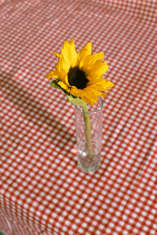 a sunflower sitting in a vase on a table, by Linda Sutton, picnic, photographic. imposingly tall, tablecloth, no cropping