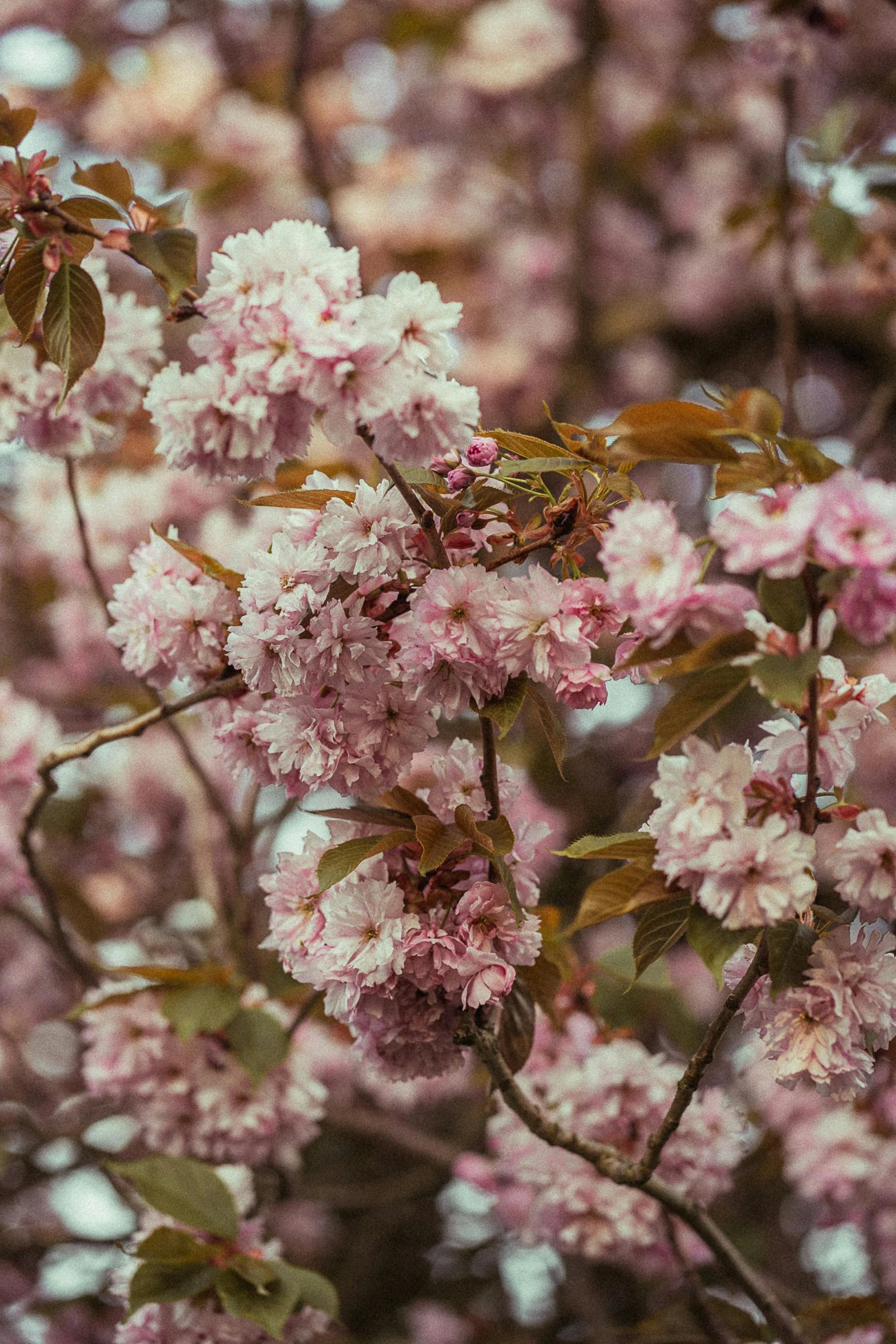 a bunch of pink flowers on a tree, by Adam Marczyński, trending on unsplash, zoomed out to show entire image, sakura kinomoto, deeply detailed, high quality photo