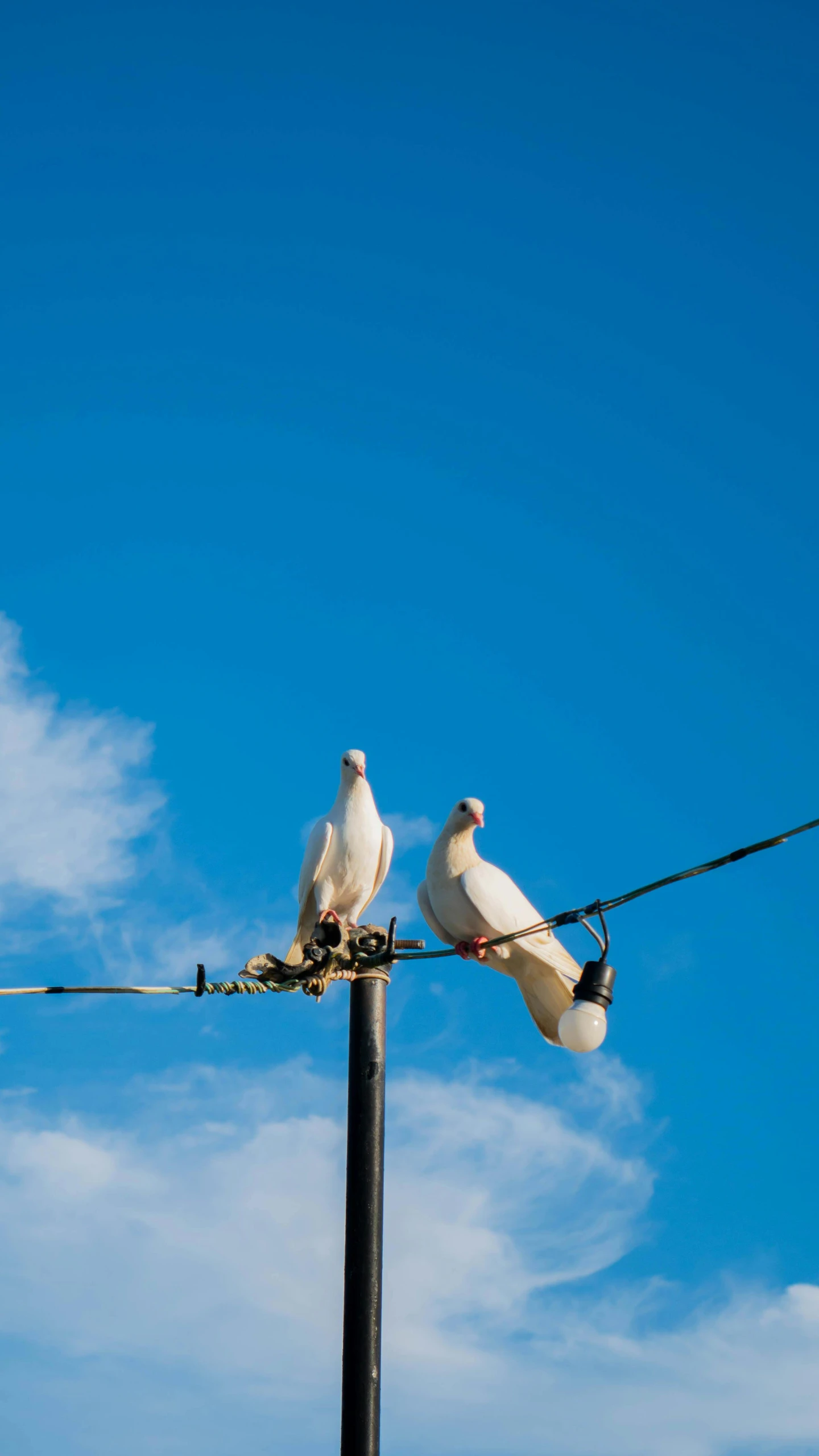 two white pigeons sitting on top of a power line, by Peter Churcher, slide show, fiona staples, concert, vultures