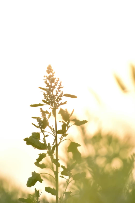 a tall plant sitting in the middle of a field, by Jan Tengnagel, backlight green leaves, basil, in a sunset haze, high - key