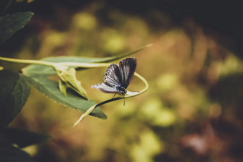 a close up of a butterfly on a leaf, a macro photograph, unsplash, vintage photo, high quality image”