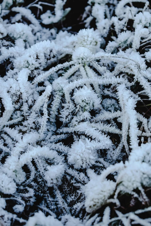 a close up of a plant covered in snow, inspired by Arthur Burdett Frost, land art, spiky tentacles, intricate spirals, grass - like, looking down at the forest floor