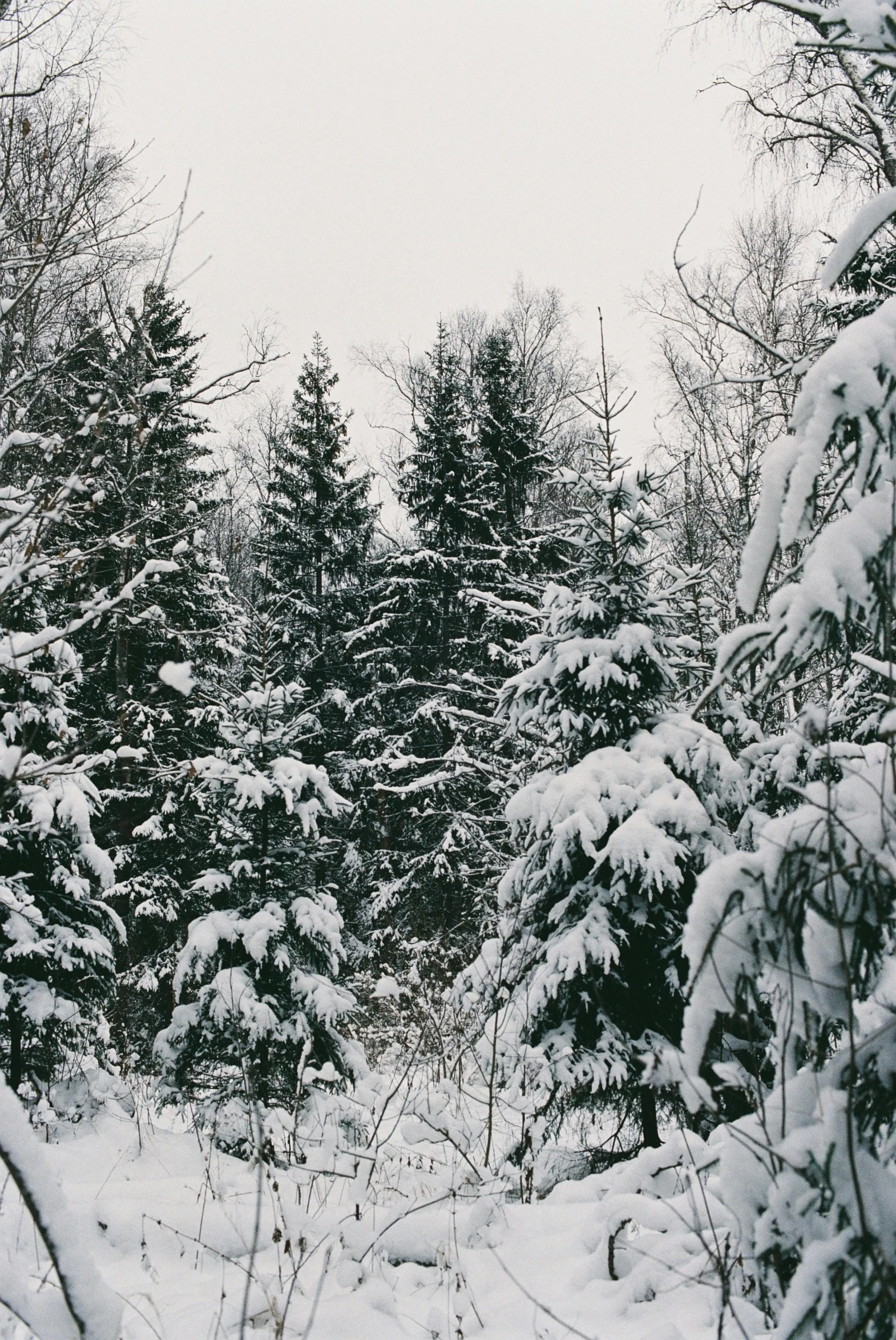 a snow covered forest filled with lots of trees, quebec, ((trees))