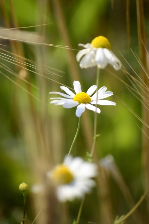 a close up of a bunch of flowers in a field, by David Simpson, white sweeping arches, daisy, narrow depth of field, hanging