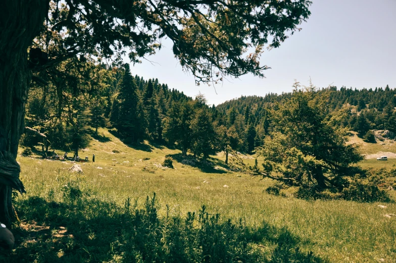 a person sitting under a tree in a field, unsplash, les nabis, alpine scenery, overgrown in a thick forest, conde nast traveler photo